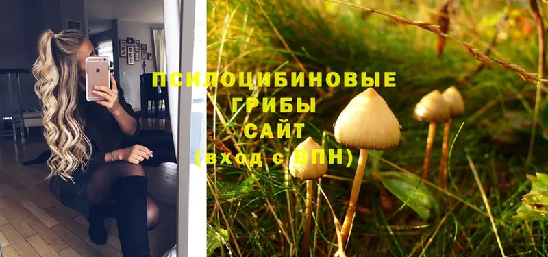 что такое наркотик  Шахунья  Галлюциногенные грибы MAGIC MUSHROOMS 